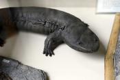 tylers museum 10-2023 9177